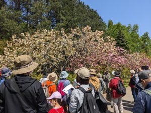 「サクラ・フジ開花状況5月14日　」の画像