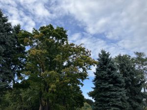 色づき始めた木