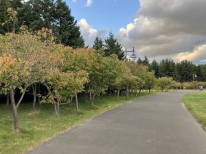八重桜　紅葉はじめ