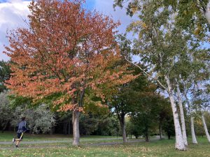 ソメイヨシノ　紅葉