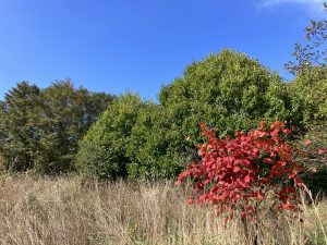 広葉樹の森　ハウチワカエデ