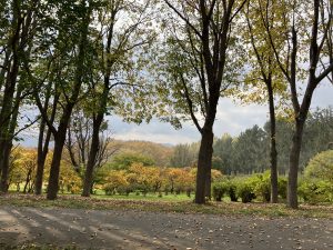 花木園　アブラムシ