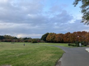 紅葉　イタヤカエデ