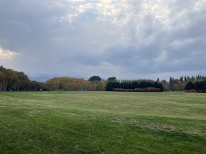 シラカバと八重桜紅葉