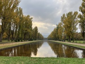 カナールポプラ紅葉