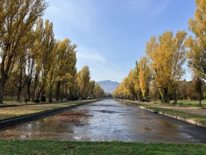 カナールポプラ紅葉