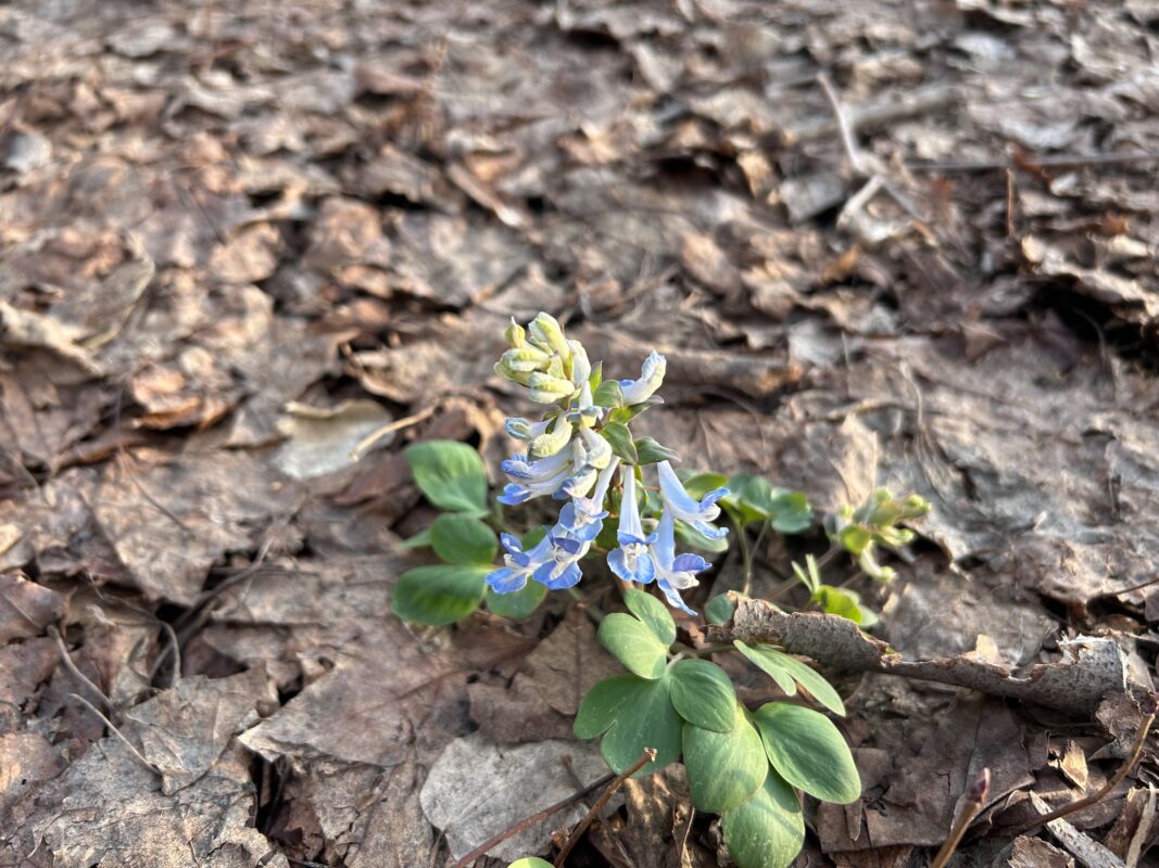 「【はるの訪れをご報告】」の画像