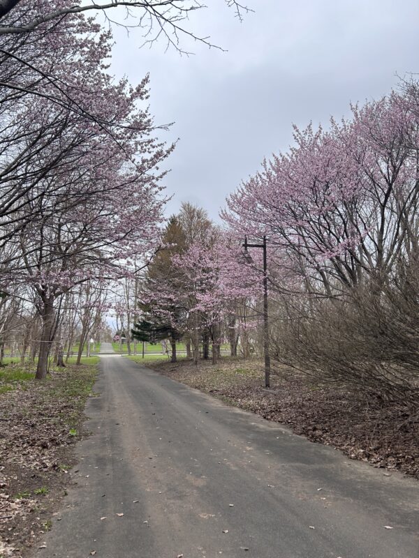「サクラの開花状況」の画像