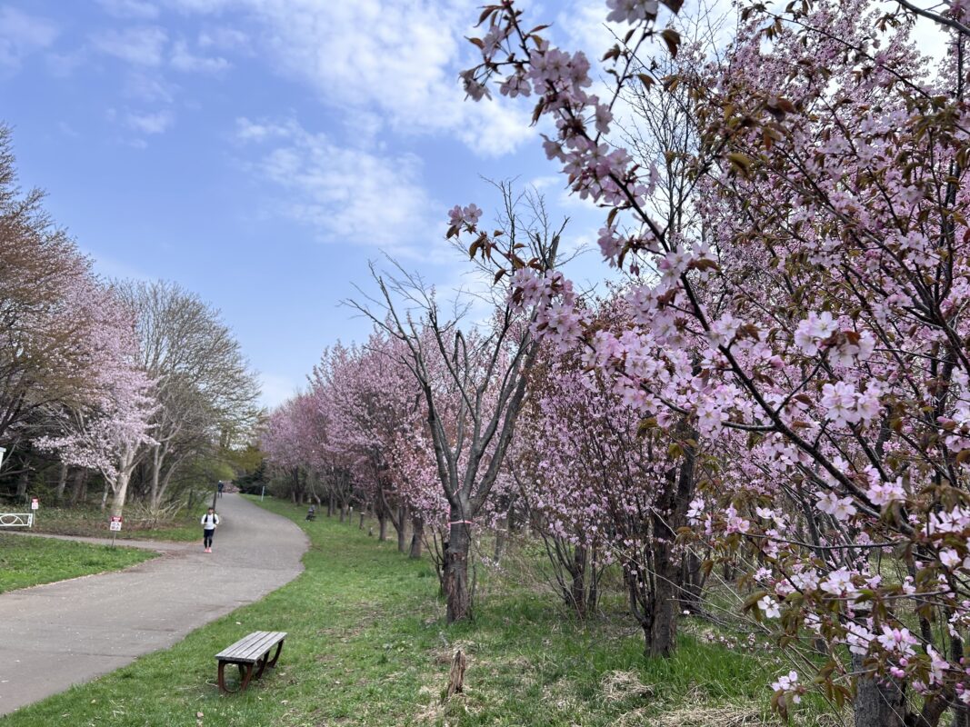 「New サクラの開花状況」の画像