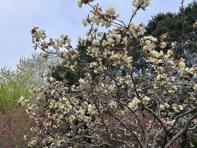 「ギョイコウが見頃です！」の画像