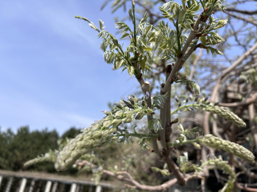 「ふじの情報（現在）」の画像