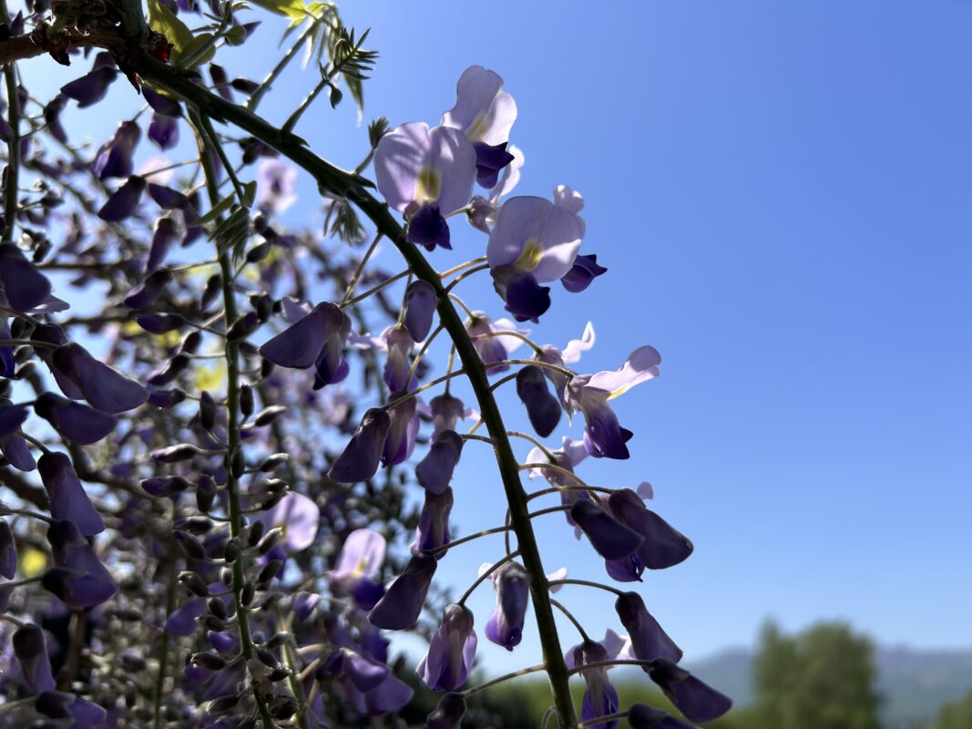 「園内現在の開花状況（5月15日）」の画像