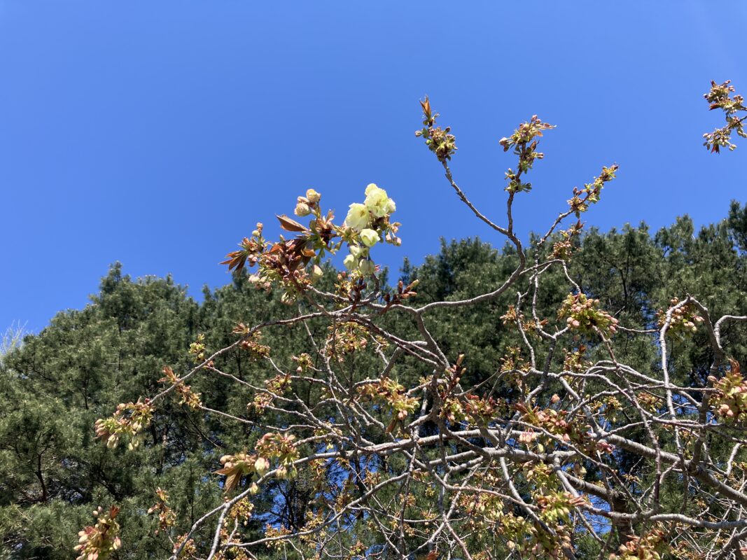 「御衣黄開花しました！！！他サクラ情報」の画像