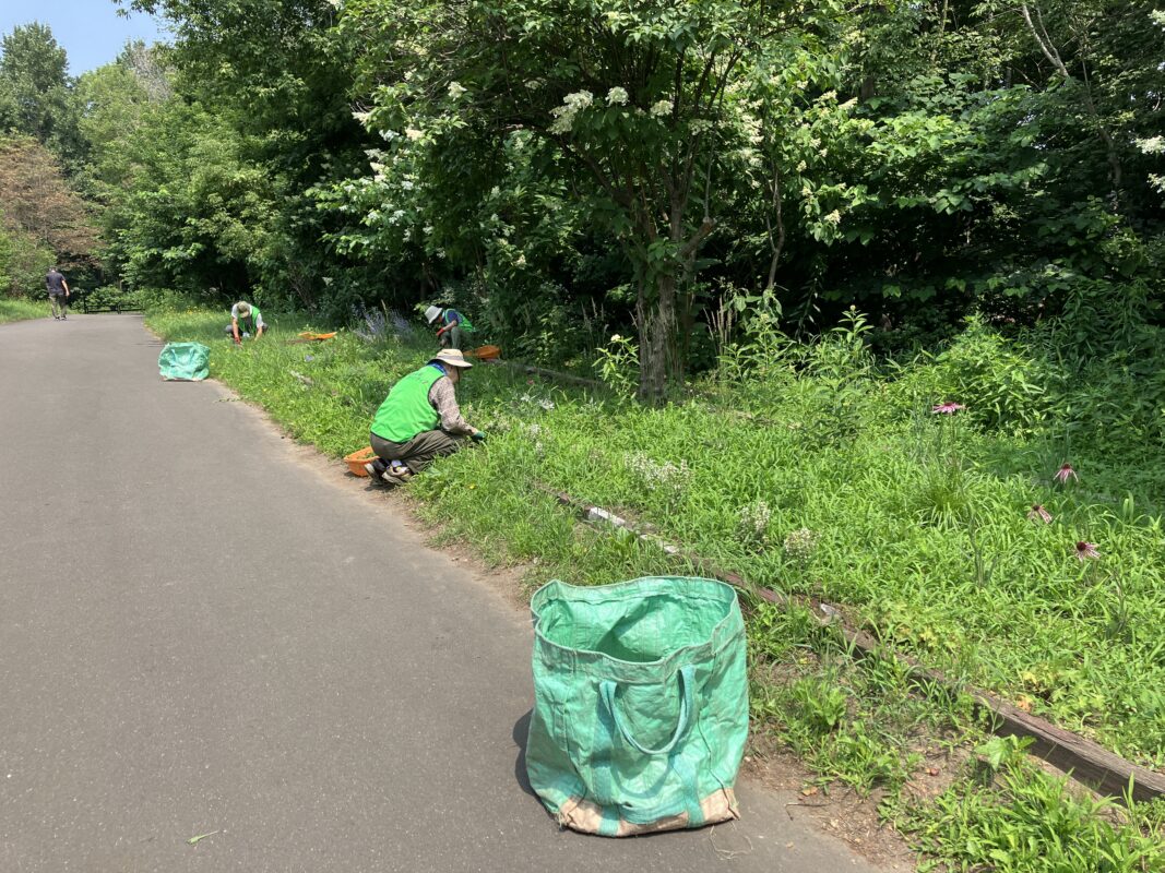 宿根草花壇　除草