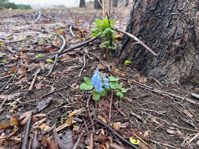 「園内お花情報」の画像