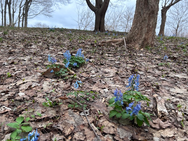 「園内お花情報（4月21日）」の画像