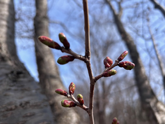 「園内お花情報（4月22日の写真）」の画像