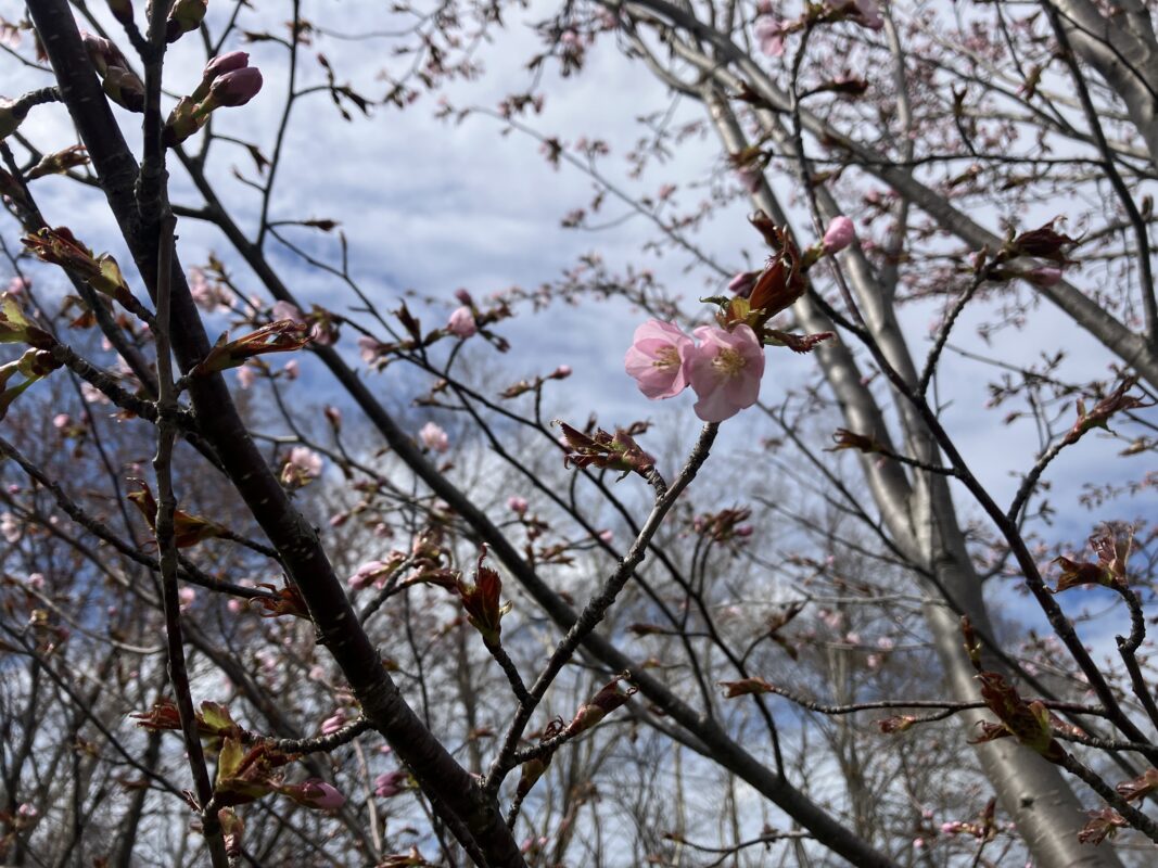 「園内お花情報（4月24日現在）」の画像