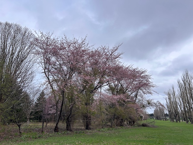 「園内お花情報（4月30日）」の画像