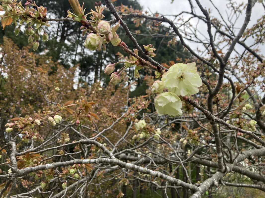 「園内お花情報（5月9日）」の画像