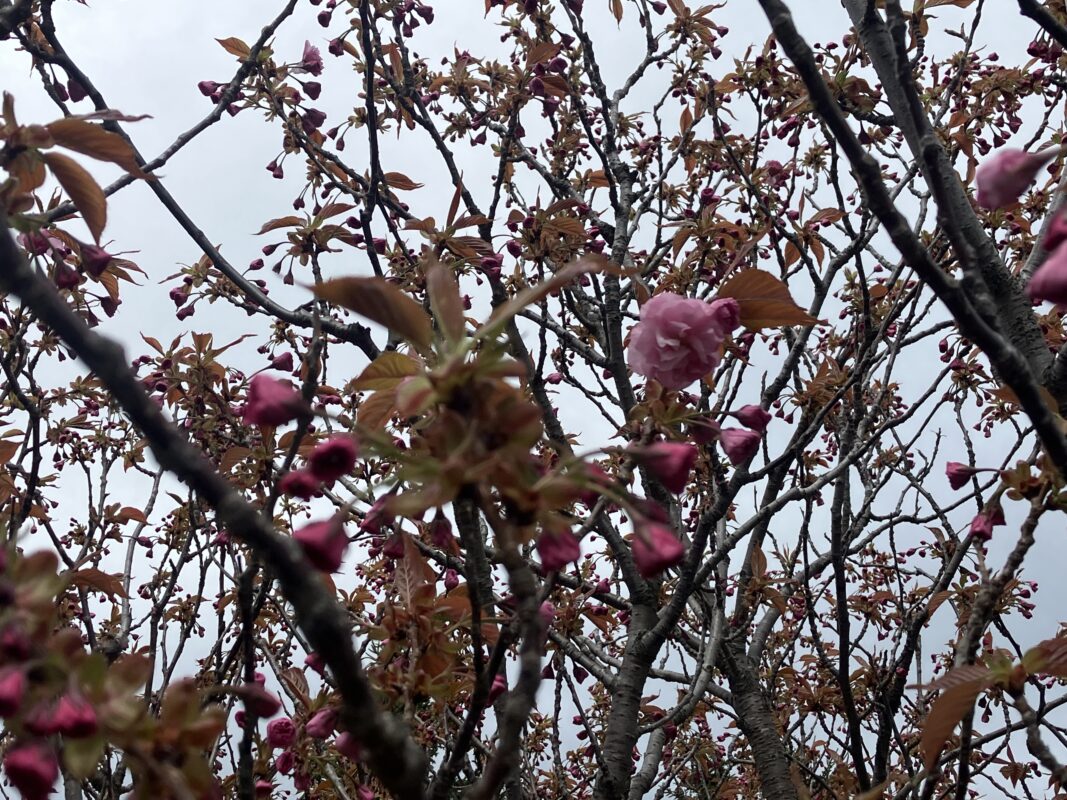「園内お花情報（5月10日）」の画像