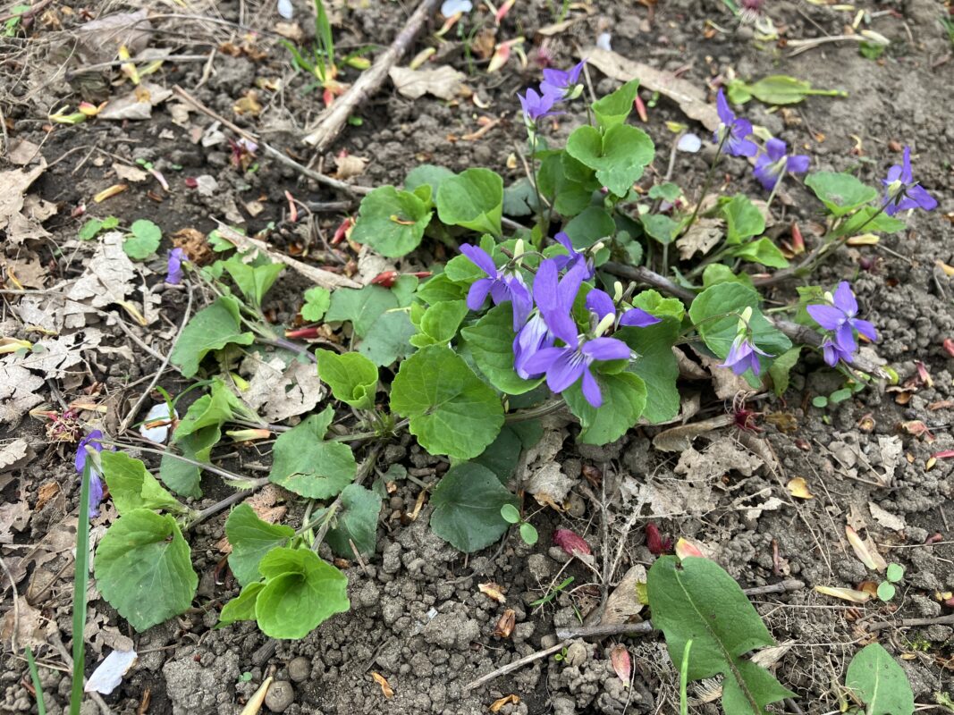 タチツボスミレ