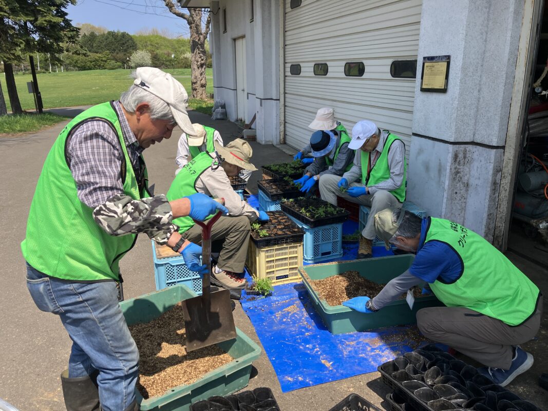 マリーゴールド移植作業②
