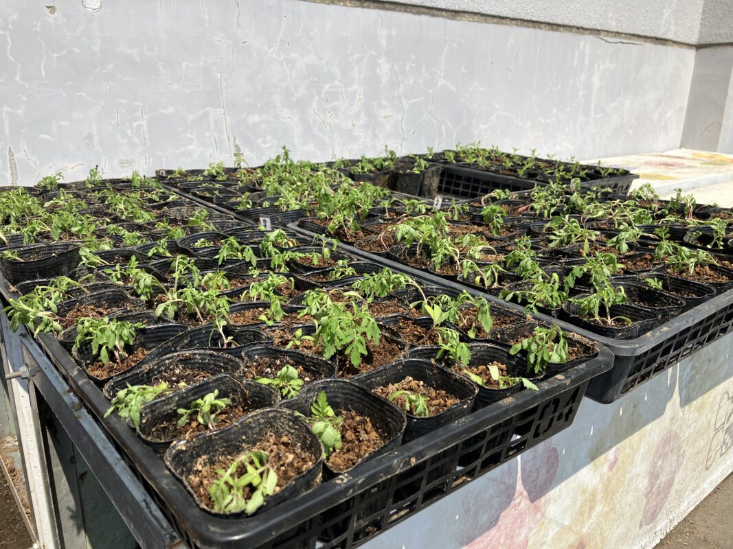 移植したマリーゴールド