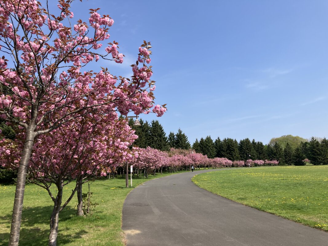 「園内お花情報（5月15日）」の画像