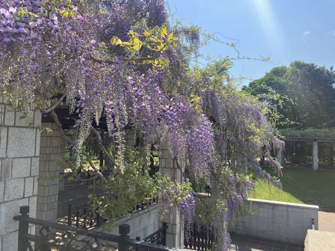 「フジ開花情報（5月19日現在）」の画像