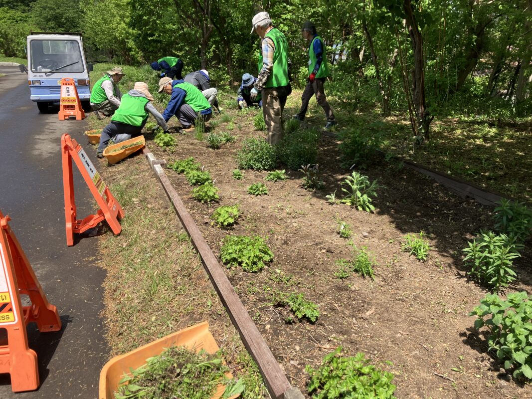 宿根草花壇雑草抜き①