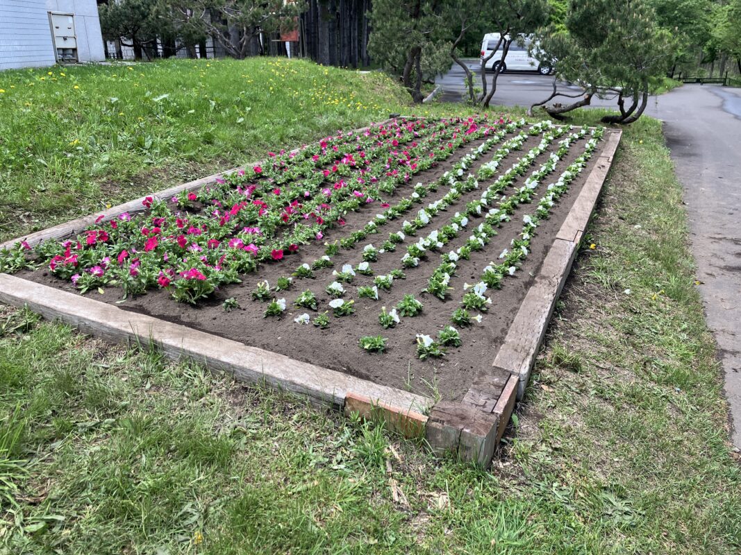 ボランティア活動④