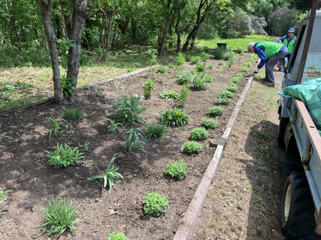宿根草花壇雑草抜き②