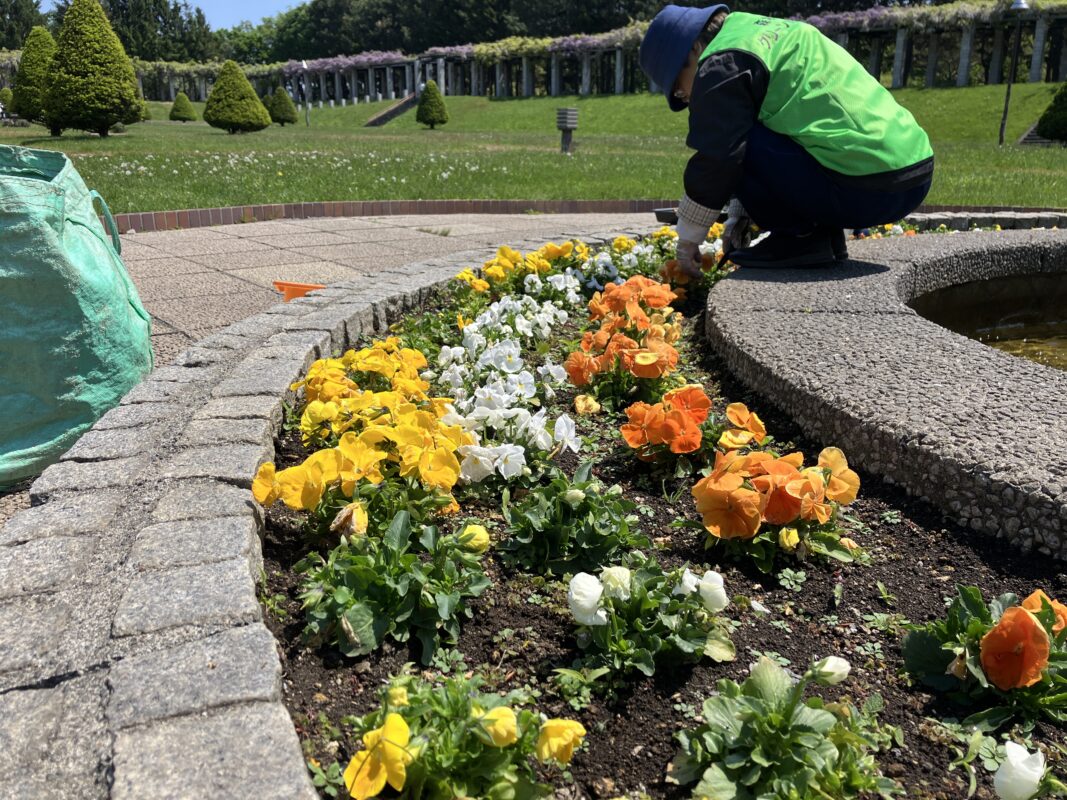 パンジー手入れ②