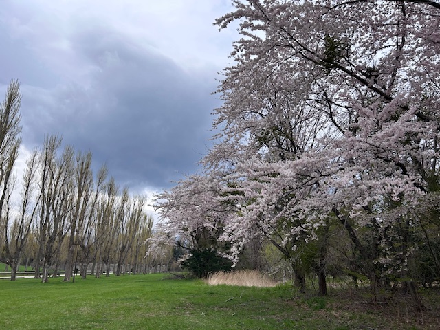 「園内お花情報（5月4日）」の画像