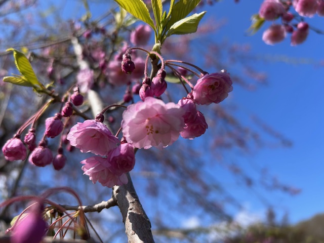「園内お花情報（5月5日）」の画像