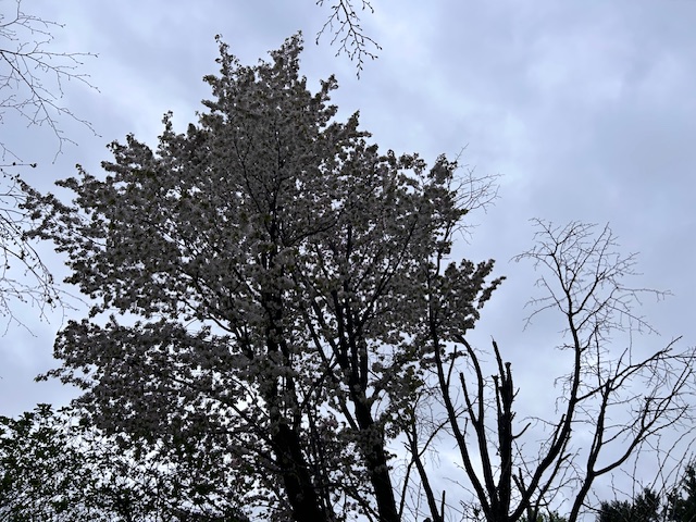 「園内お花情報（5月11日）」の画像