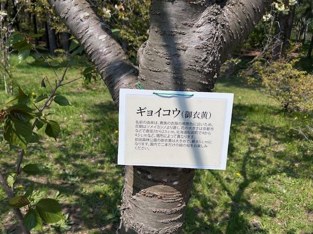 「園内お花情報（5月13日）」の画像