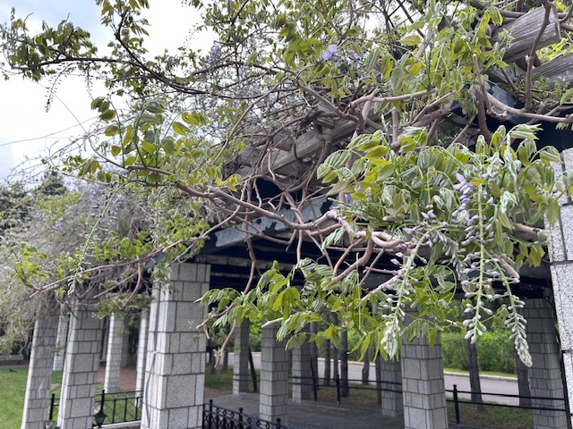 「園内お花情報（5月17日）」の画像