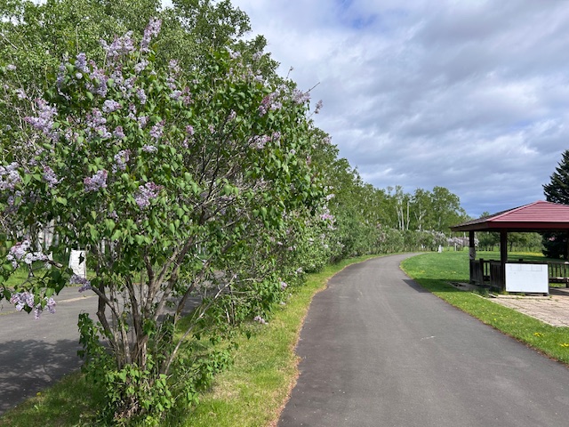 「園内お花情報（5月18日）」の画像
