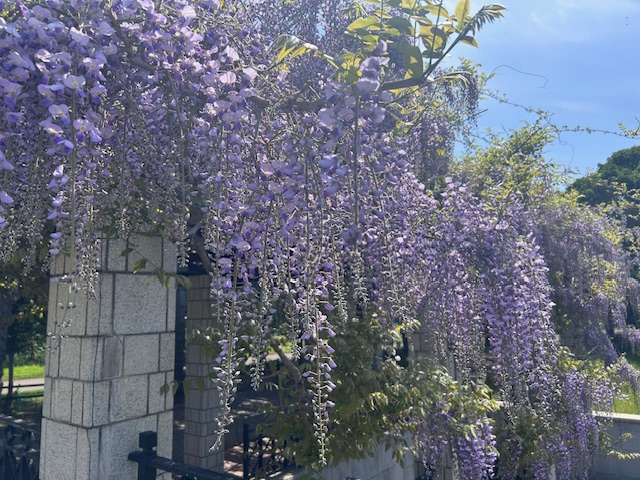 「フジ開花情報（5月21日）」の画像
