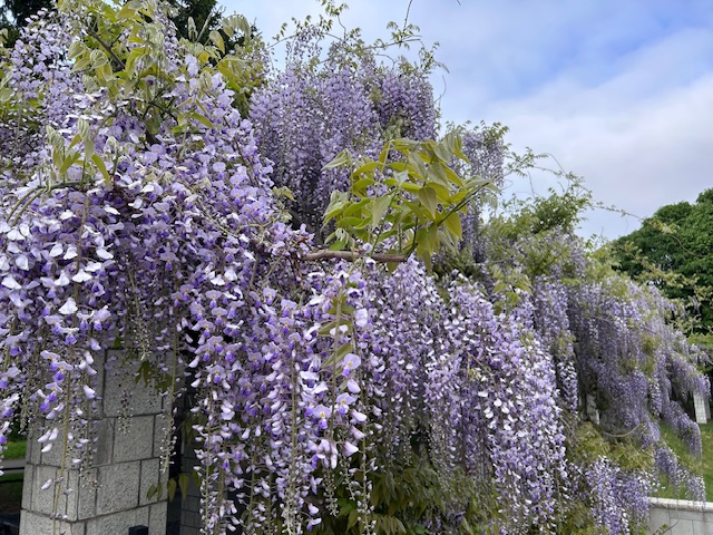 「フジ開花情報（5月23日）」の画像