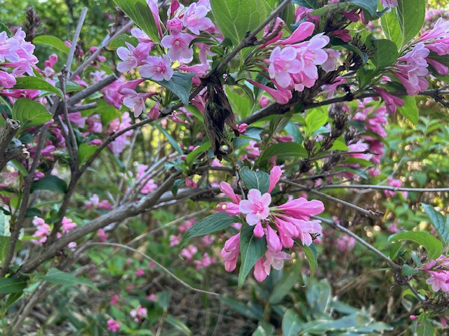 「園内お花情報（5月27日）」の画像