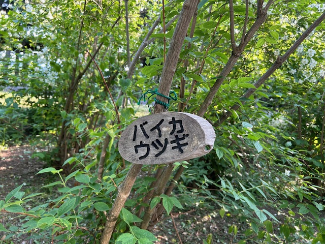 「園内お花情報（6月18日）」の画像