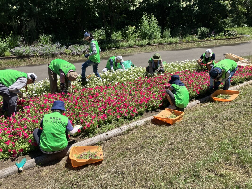 ペチュニア花壇