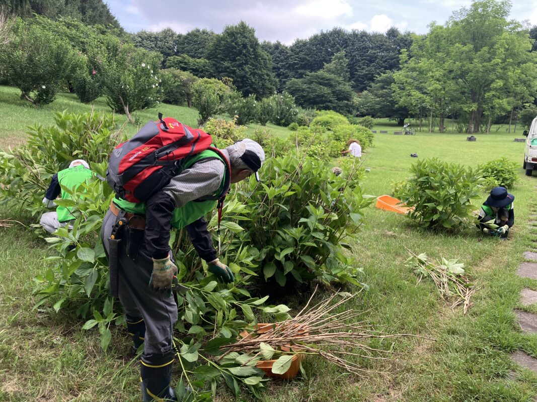 紫陽花枯れ枝抜き②