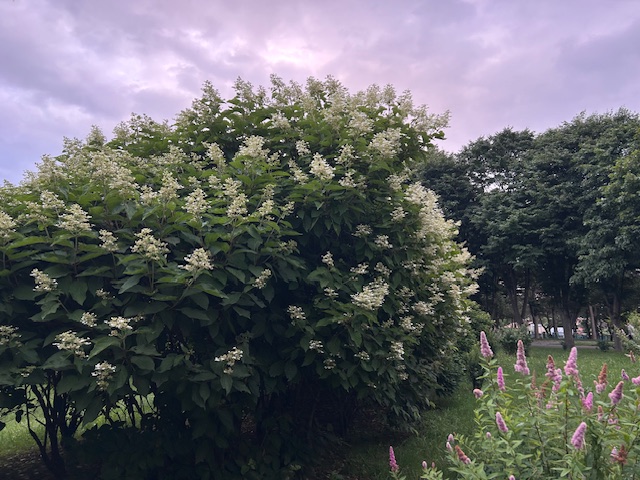 「園内お花情報（7月7日）」の画像