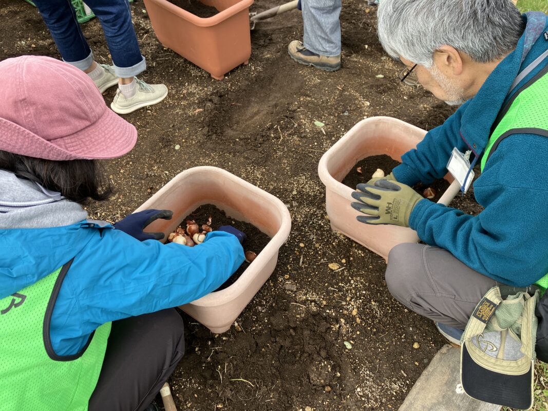チューリップ植え込み