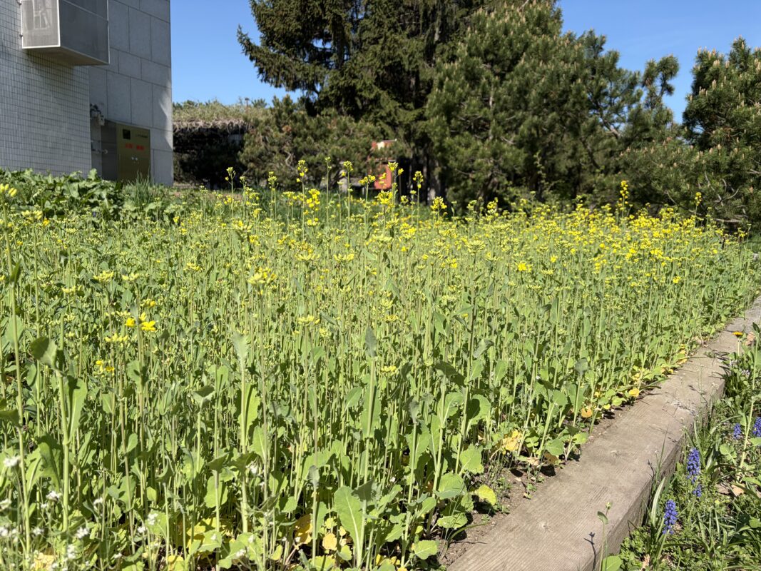 菜の花