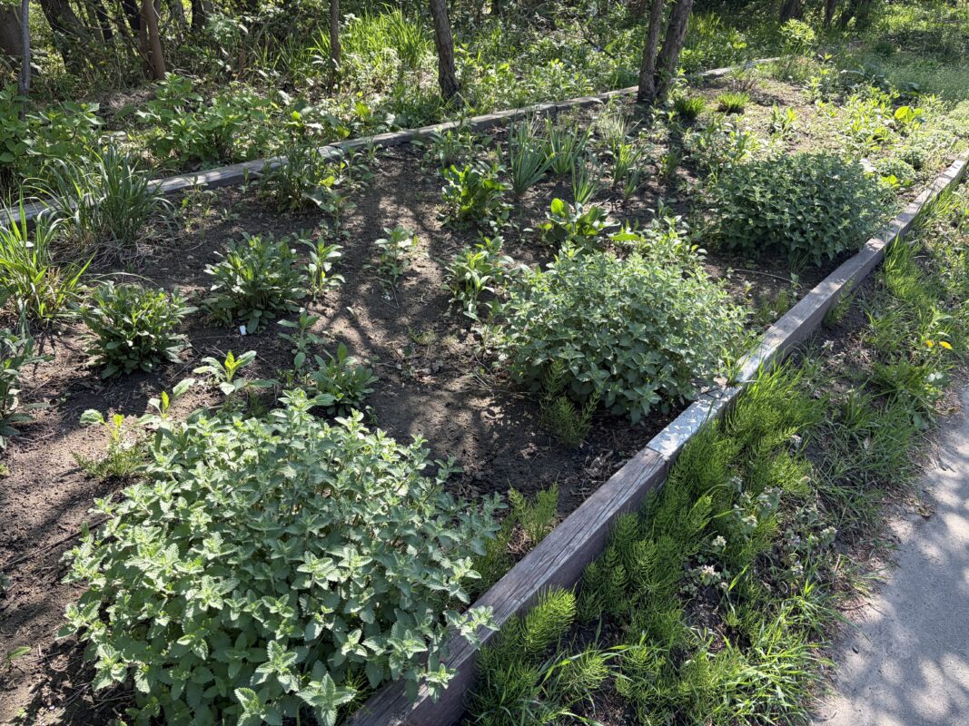 宿根草花壇